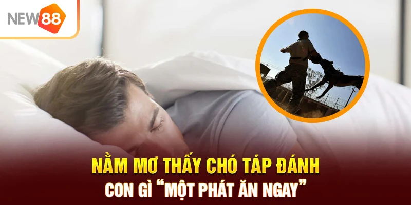 Nằm mơ thấy chó táp đánh con gì "một phát ăn ngay"