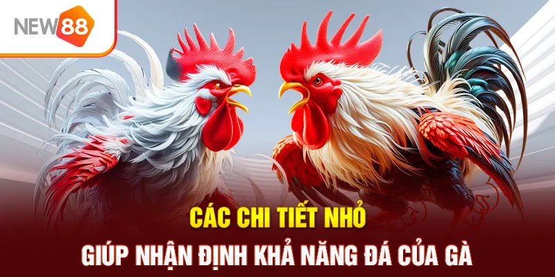 Các chi tiết nhỏ giúp nhận định khả năng đá của gà