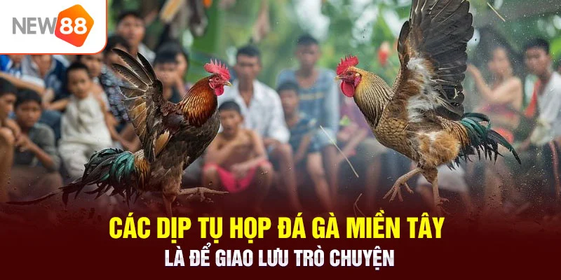 Các dịp tụ họp đá gà miền tây là để giao lưu trò chuyện