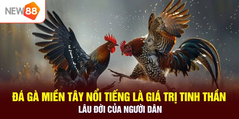 Đá gà miền tây nổi tiếng là giá trị tinh thần lâu đời của người dân