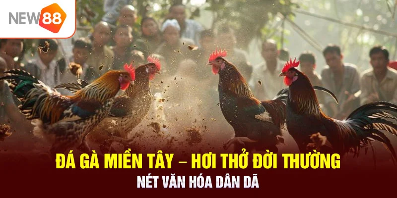 đá gà miền tây