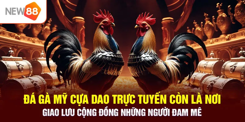 Đá gà Mỹ cựa dao trực tuyến còn là nơi giao lưu cộng đồng những người đam mê