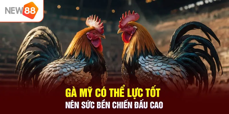 Gà Mỹ có thể lực tốt nên sức bền chiến đấu cao