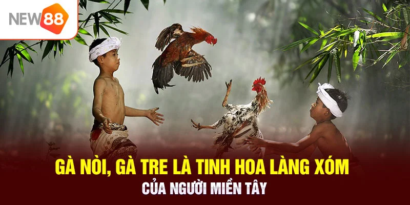 Gà nòi, gà tre là tinh hoa làng xóm của người miền tây